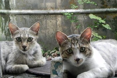 为什么加州闪亮猫会便血 加州闪亮猫便血原因介绍