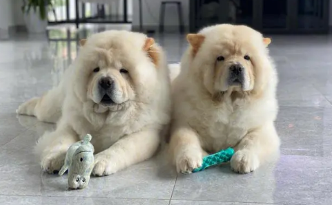 松狮犬价格多少钱一只 松狮犬价格多少钱一只