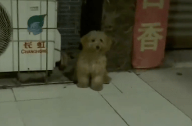 胆小流浪狗被猫抢食都不敢上前，遇上爱心女生，终迎来狗生蜕变！