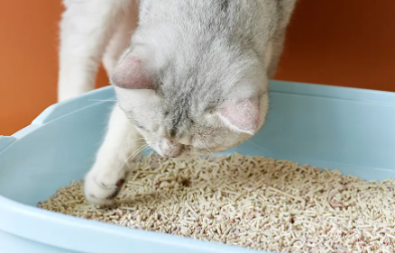 无尘猫猫砂为什么线上比实体店贵 无尘猫猫砂为什么线上比实体店贵