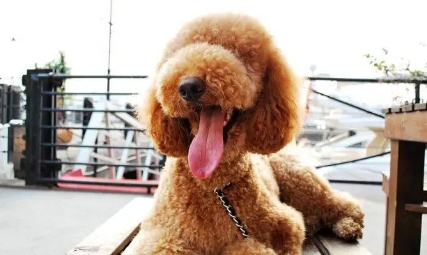 巨型贵宾犬吃什么食物