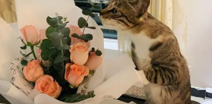 什么的玫瑰花填形容词 什么的玫瑰花填形容词