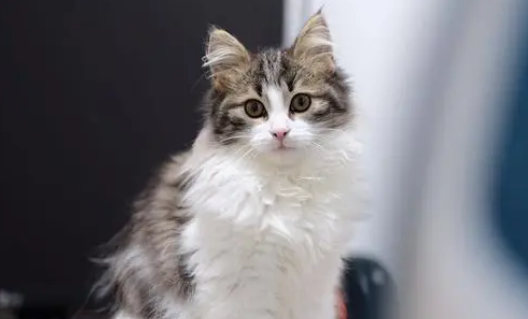 挪威森林猫和缅因猫哪个贵 挪威森林猫和缅因猫哪个贵