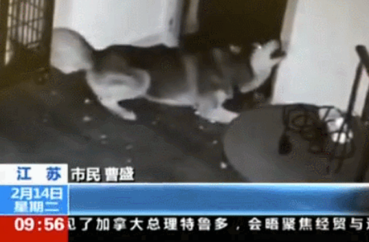 哈士奇半夜苦练倒车，吓得警车想打110...