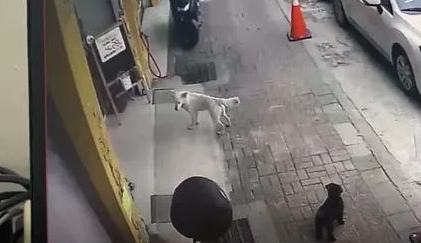 爱犬意外丢失,狗主第二天上班时被告知:有狗找你! 爱犬意外丢失,狗主第二天上班时被告知:有狗找你!