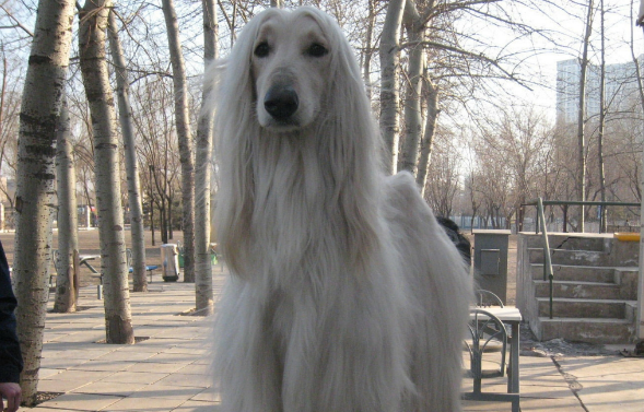 中国哪里可以养阿富汗猎犬 中国哪里可以养阿富汗猎犬