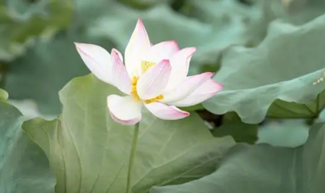荷花定律是什么意思 荷花定律是什么意思