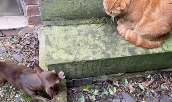吉娃娃想与大猫交朋友结果被喵星人挥爪攻击