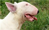 牛头梗幼犬价格