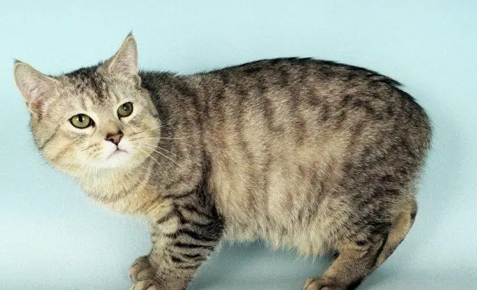 曼岛无尾猫掉毛吗?本文来解答 曼岛无尾猫掉毛吗?本文来解答