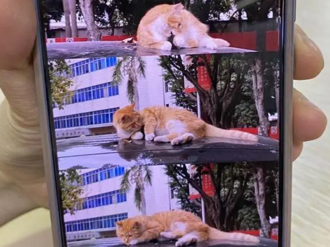 城市里的流浪猫救助者 城市里的流浪猫救助者