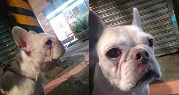 原主人忍痛送走爱犬，法斗在街上认错“背影”惹人泪目