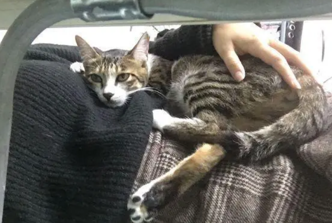 带家里的狸花猫去做产检,意外收获四只小生命 带家里的狸花猫去做产检,意外收获四只小生命