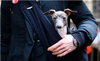 意大利灰狗怎么养?该犬营养需求较高