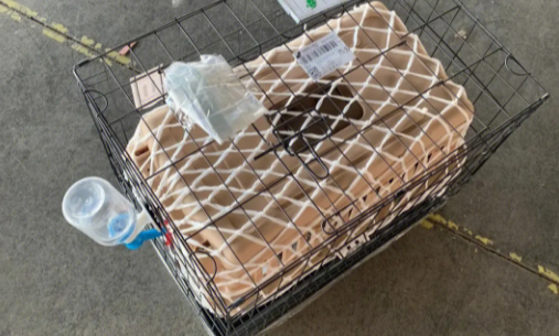 飞翔宠物托运公司送上门吗 飞翔宠物托运公司送上门吗