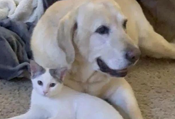 小猫被邻居遗弃,却被家中狗狗带回家:铲屎的看我多讲义气 小猫被邻居遗弃,却被家中狗狗带回家:铲屎的看我多讲义气
