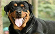 罗威纳犬幼崽多少钱一只