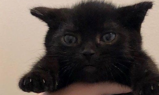 小奶猫出生3个月体重只有680公克,获救后长大变帅喵,好活泼! 小奶猫出生3个月体重只有680公克,获救后长大变帅喵,好活泼!