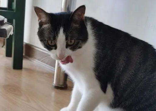 四蹄踏雪猫招财吗 猫四蹄踏雪有什么讲究吗 四蹄踏雪猫招财吗 猫四蹄踏雪有什么讲究吗