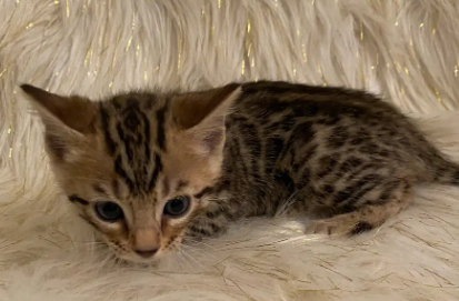 如何养好一只孟加拉猫