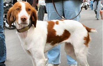布列塔尼犬的养护常识，注意定期修剪指甲