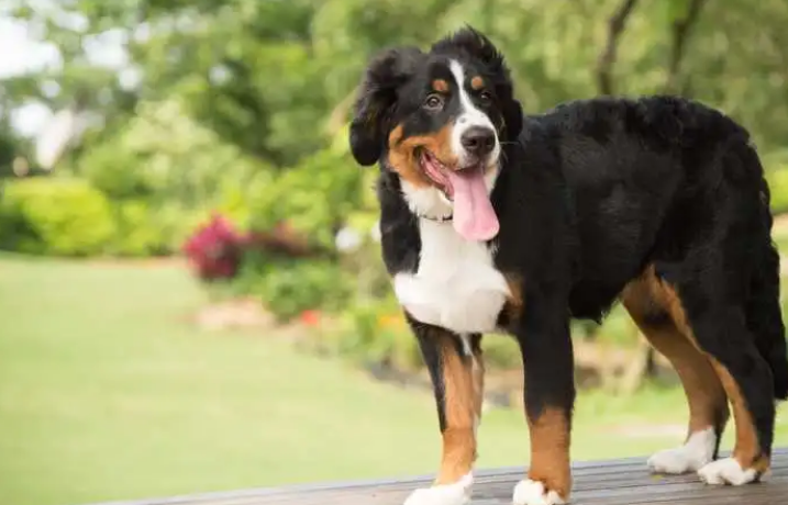 伯恩山犬好养吗 饲养态度很重要