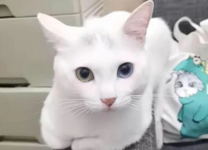猫咪异瞳是好是坏?异瞳猫会生出异瞳猫吗 猫咪异瞳是好是坏?异瞳猫会生出异瞳猫吗