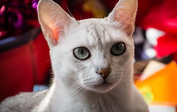 波米拉猫得线虫病怎么办 泡翼线虫病治疗方法