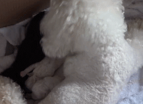 比熊犬接力给小黑豹当奶妈,网友直呼:太有爱啦! 比熊犬接力给小黑豹当奶妈,网友直呼:太有爱啦!
