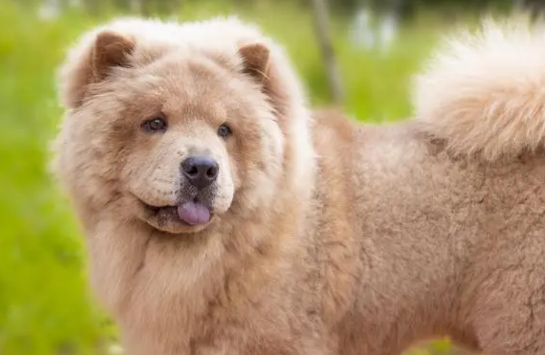 刚买的宠物犬生病了,究竟是谁的责任? 刚买的宠物犬生病了,究竟是谁的责任?