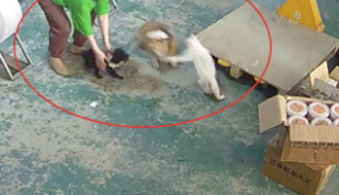 家里的泰迪被柯基欺负后,猫咪赶回家上去就干 家里的泰迪被柯基欺负后,猫咪赶回家上去就干