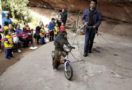 小猴子视频表演搞笑视频 小猴子视频表演搞笑视频