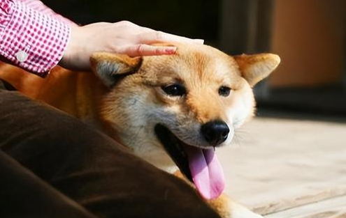 关注城市养狗：“狗患”成为市民热议焦点