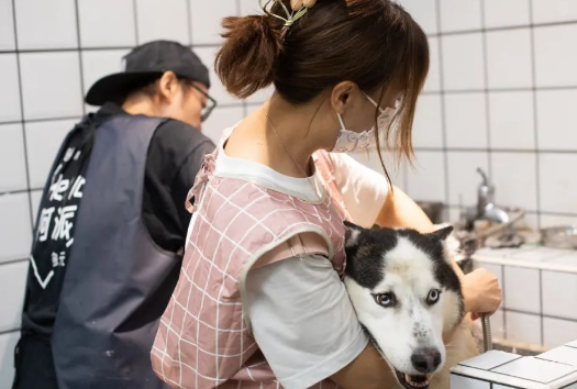 被虐哈士奇,与伤痛共舞三年,迎来治愈之光 被虐哈士奇,与伤痛共舞三年,迎来治愈之光