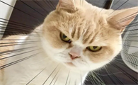 猫为什么会反感人家