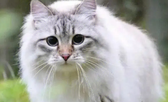 西森猫掉毛严重吗