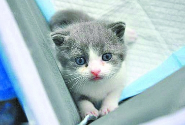 国内首只自主培育的克隆猫满月 饲主与"过世"猫咪重逢 国内首只自主培育的克隆猫满月 饲主与"过世"猫咪重逢