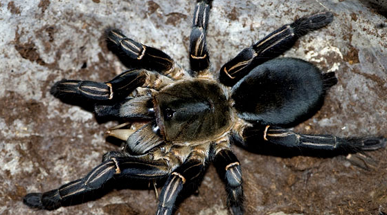 中华狼蛛,沟纹硬皮地蛛,高脚蜘蛛,白额巨蟹蛛,黑色长毛蜘蛛等,一些