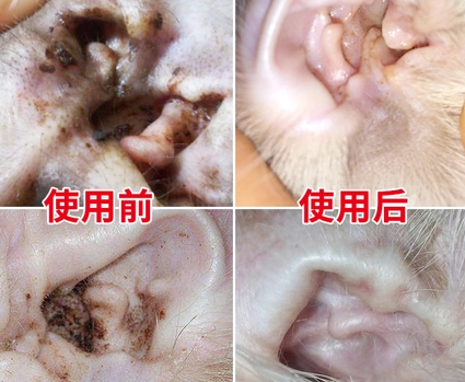 碧净宠物滴耳液:让宠物的耳朵焕发健康光彩 碧净宠物滴耳液:让宠物的耳朵焕发健康光彩