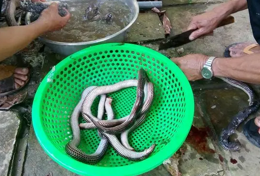 什么东西最吸引黄鳝 什么东西最吸引黄鳝