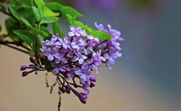 丁香花比喻什么样的人 丁香花比喻什么样的人