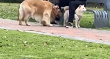金毛向柴犬“告白”,却被对方家长大叔拒绝了 金毛向柴犬“告白”,却被对方家长大叔拒绝了