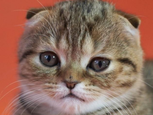 苏格兰折耳猫绝育后怎么护理 折耳猫绝育护理要点