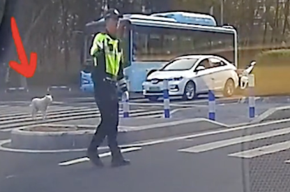 狗狗想要过马路,交警马上做手势让它在原地等待,它还真的看懂了 狗狗想要过马路,交警马上做手势让它在原地等待,它还真的看懂了