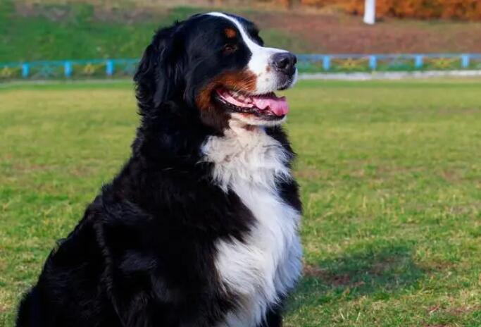 伯恩山犬是哪个国家的 伯恩山犬是哪个国家的