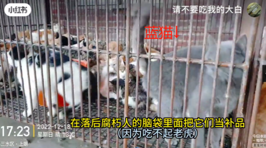 “请不要吃我的猫”:为了救猫,她成了“偷猫宰猫黑产”最怕的女人 “请不要吃我的猫”:为了救猫,她成了“偷猫宰猫黑产”最怕的女人