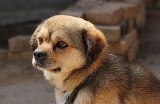 中华田园犬最便宜多少钱一只