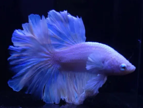 斗鱼好养吗 是较容易饲养的水族品种