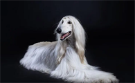 阿富汗犬多少钱一只啊