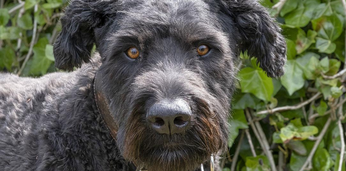 法兰德斯畜牧犬的日常护理？从腰部往前修毛
